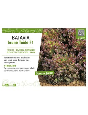 BATAVIA brune Teide F1