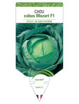 CHOU CABUS MOZART F1