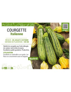 COURGETTE ITALIENNE