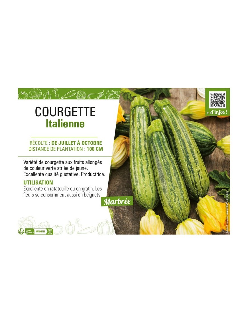 COURGETTE ITALIENNE