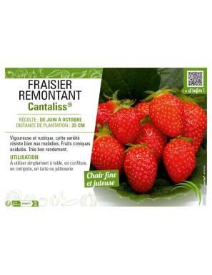 FRAISIER REMONTANT CANTALISS®