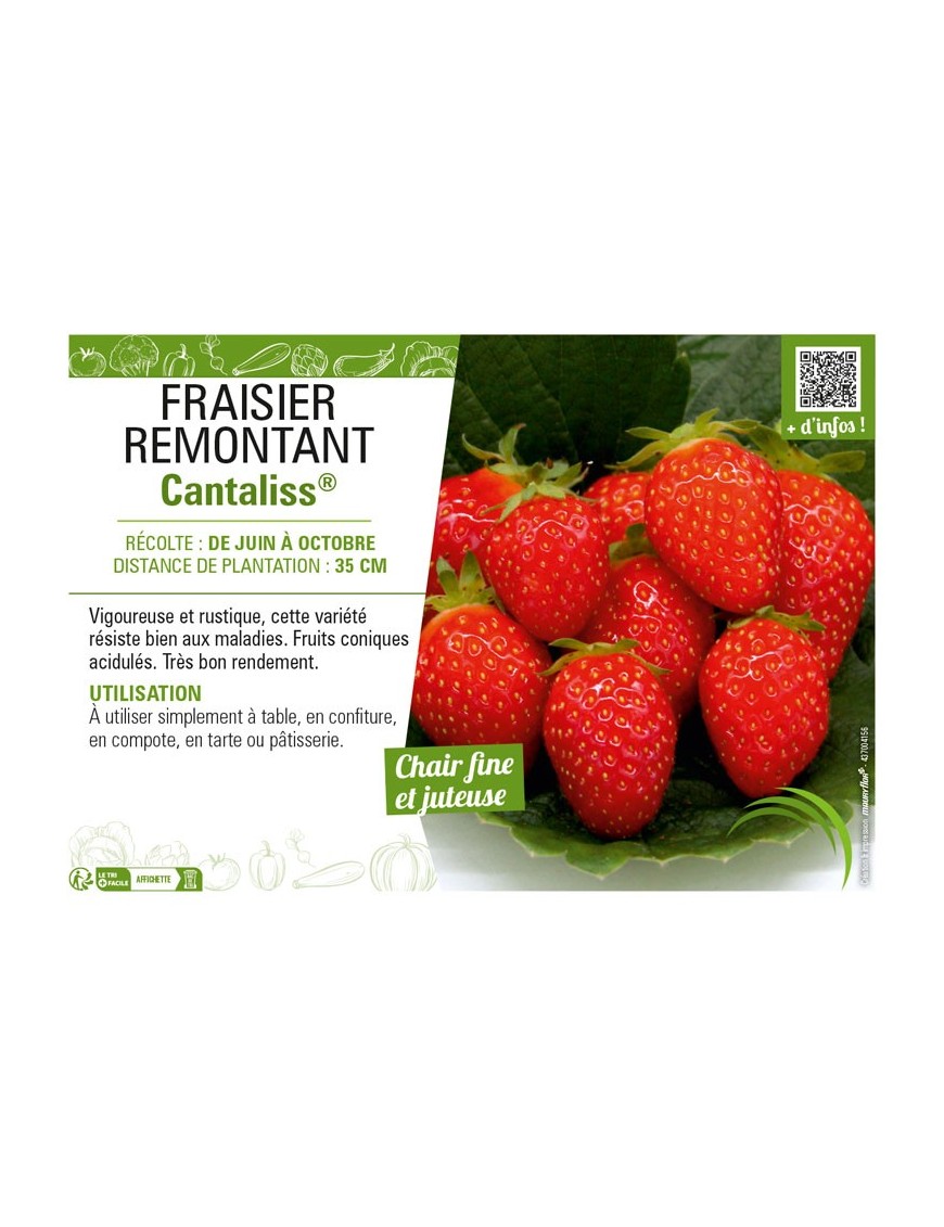 FRAISIER REMONTANT CANTALISS®