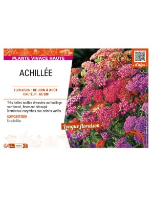ACHILLEA (millefolium) varié