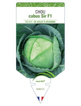 CHOU CABUS SIR F1