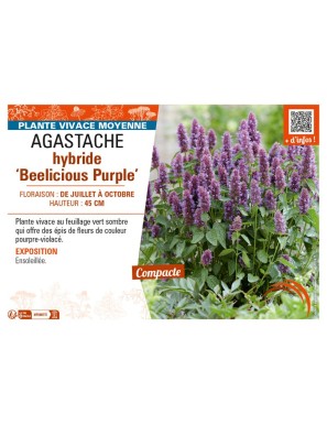 AGASTACHE hybride Beelicious Purple