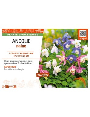 ANCOLIE naine