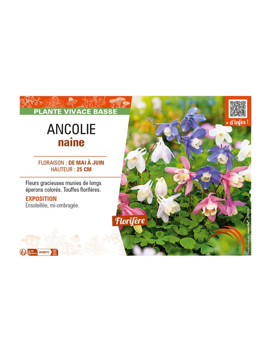 ANCOLIE naine