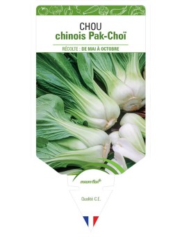 CHOU CHINOIS PAK-CHOÏ