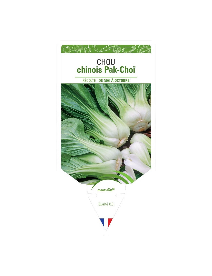 CHOU CHINOIS PAK-CHOÏ