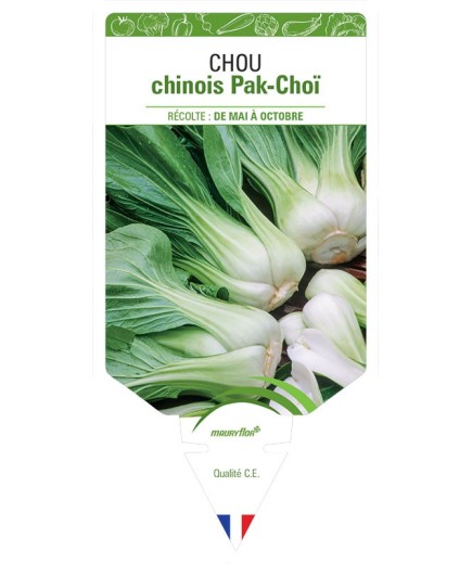 CHOU CHINOIS PAK-CHOÏ
