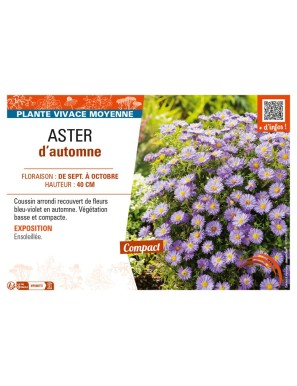 ASTER dumosus voir ASTER d’automne (violet)