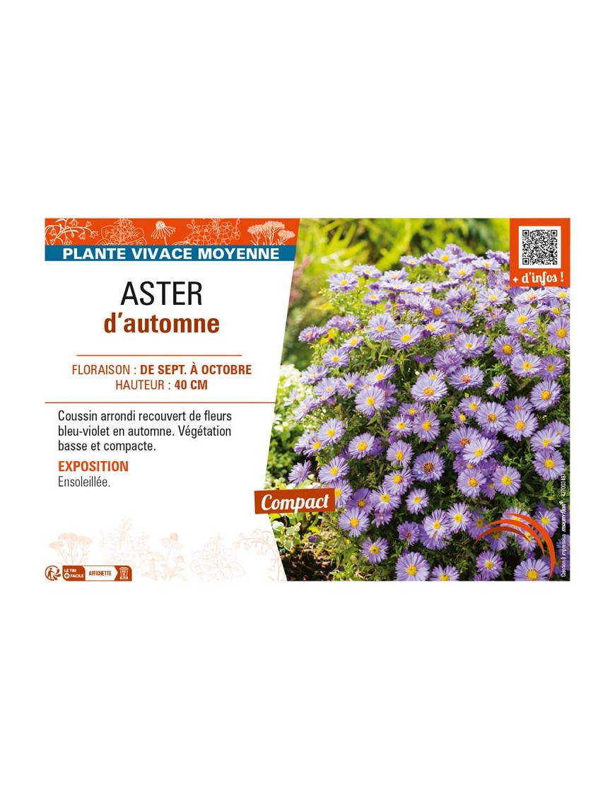 ASTER dumosus voir ASTER d’automne (violet)