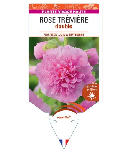 ROSE TRÉMIÈRE DOUBLE (rose) *