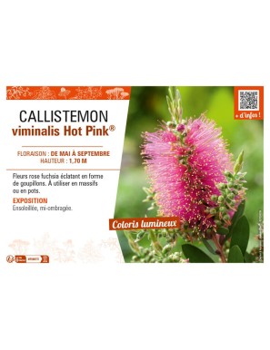 CALLISTEMON viminalis Hot Pink®