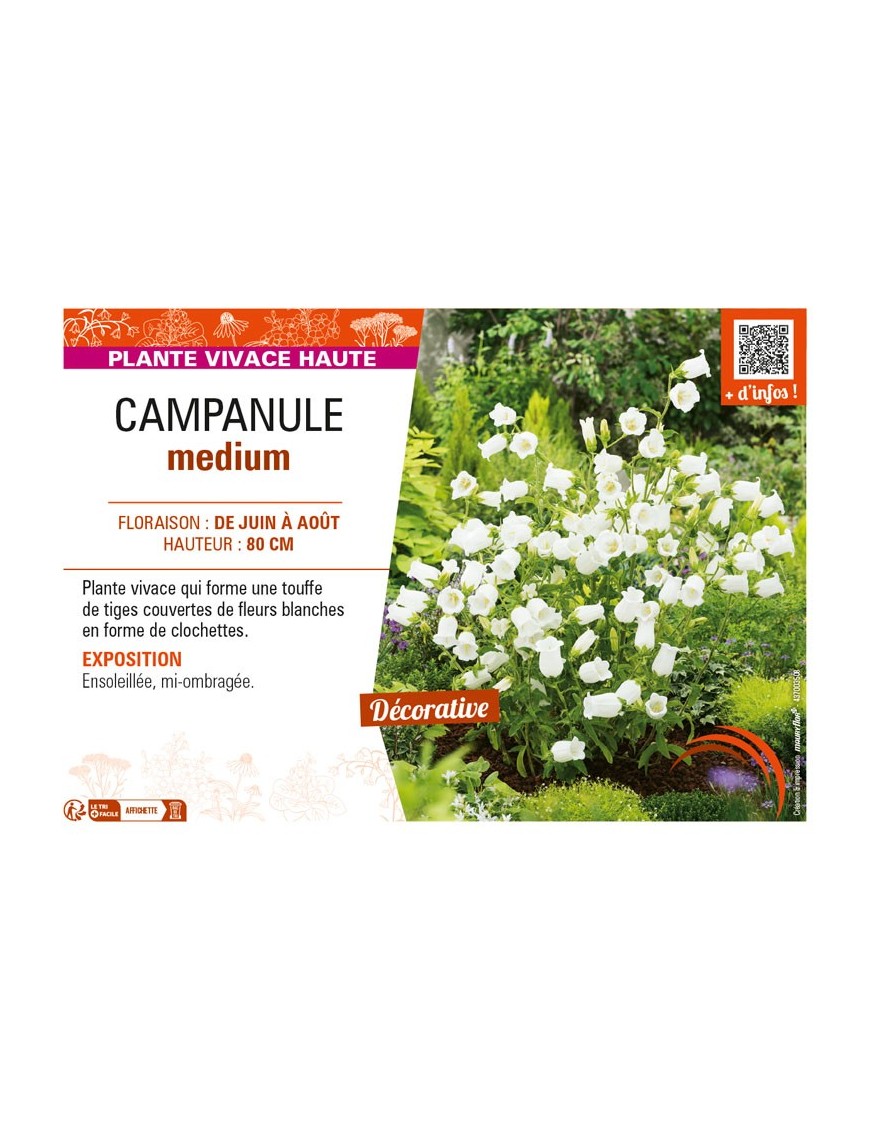CAMPANULA medium (blanche)