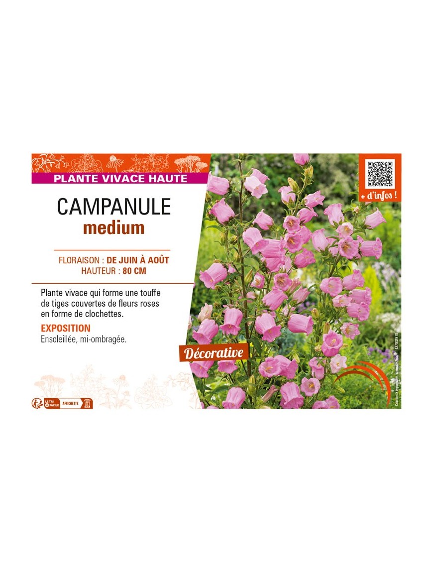 CAMPANULA medium (rose)