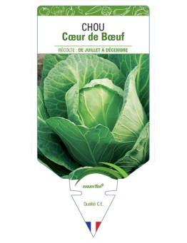 CHOU CŒUR DE BŒUF