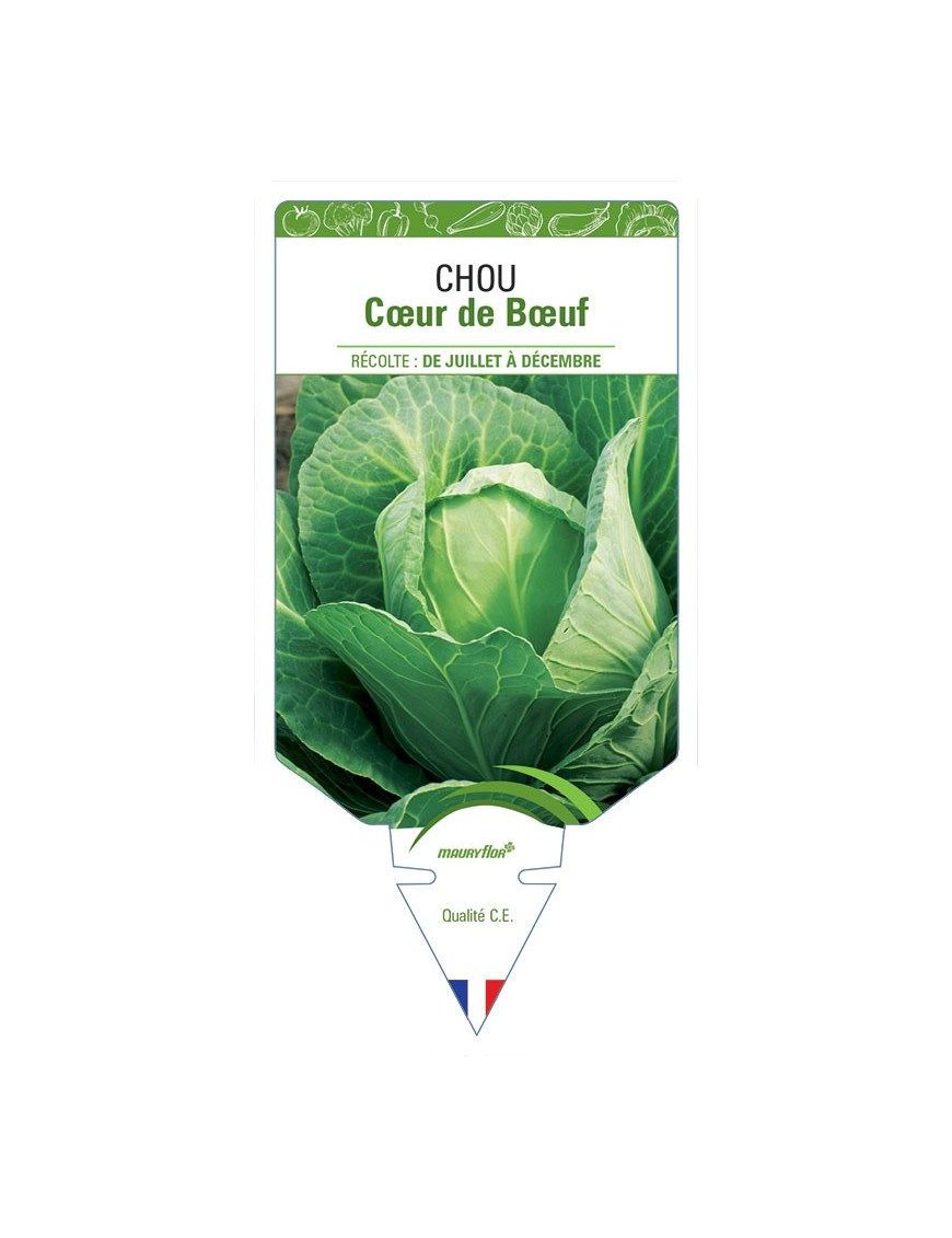 CHOU CŒUR DE BŒUF
