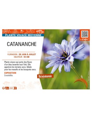 CATANANCHE (caerulea bleu)