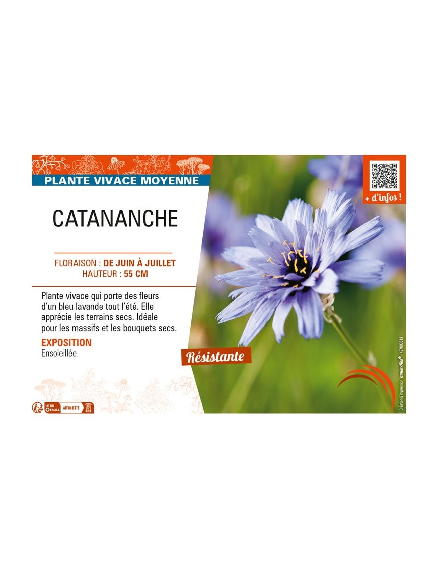 CATANANCHE (caerulea bleu)