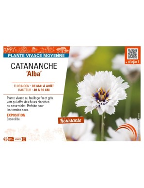CATANANCHE (caerulea) Alba