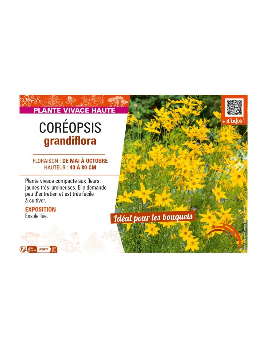 COREOPSIS grandiflora