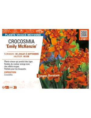 CROCOSMIA (crocosmiiflora) Emily McKenzie