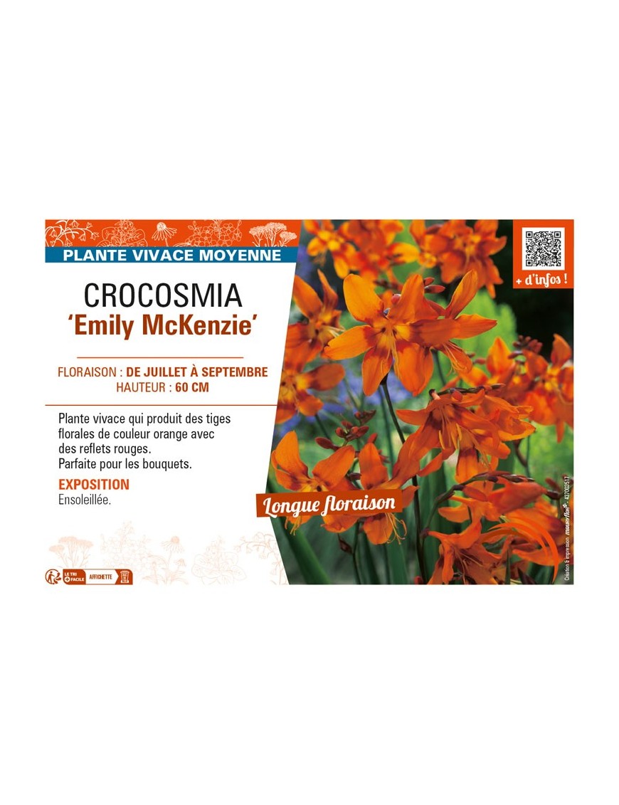 CROCOSMIA (crocosmiiflora) Emily McKenzie
