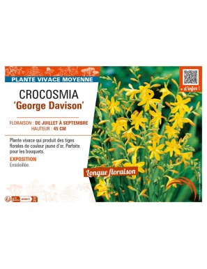 CROCOSMIA (crocosmiiflora) George Davison