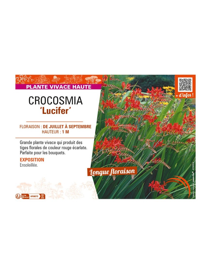 CROCOSMIA (crocosmiiflora) Lucifer