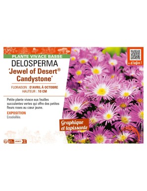 DELOSPERMA Jewel of Desert Candystone