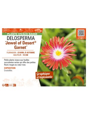 DELOSPERMA Jewel of Desert Garnet