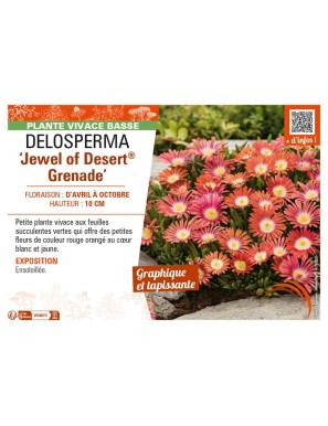 DELOSPERMA Jewel of Desert Grenade