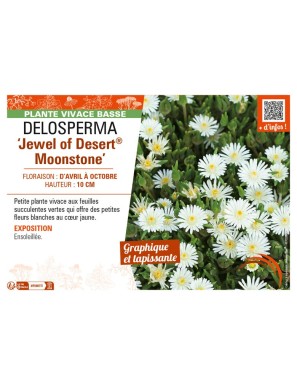 DELOSPERMA Jewel of Desert Moonstone