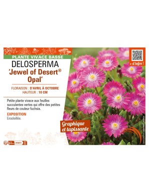 DELOSPERMA Jewel of Desert Opal