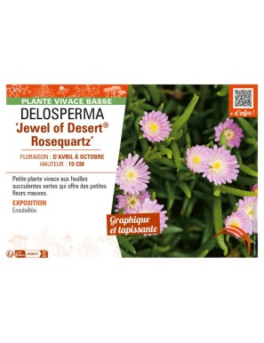 DELOSPERMA Jewel of Desert Rosequartz