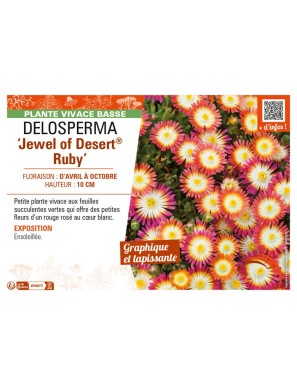DELOSPERMA Jewel of Desert Ruby
