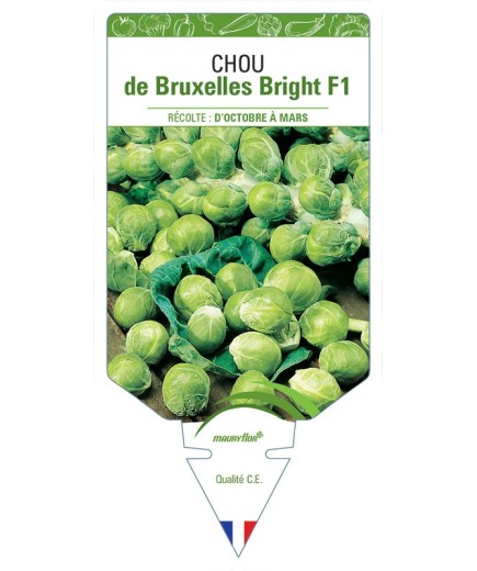 CHOU DE BRUXELLES BRIGHT F1