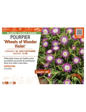 DELOSPERMA nubugenum Wheels of Wonder Violet voir POURPIER