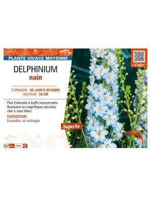 DELPHINIUM nain (bleu clair cœur blanc)