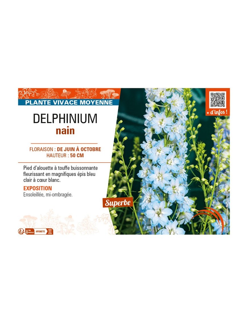DELPHINIUM nain (bleu clair cœur blanc)