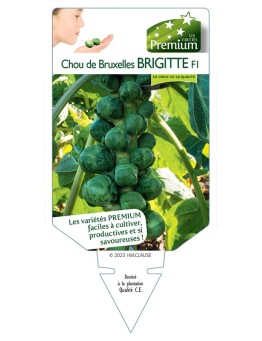 CHOU DE BRUXELLES BRIGITTE F1