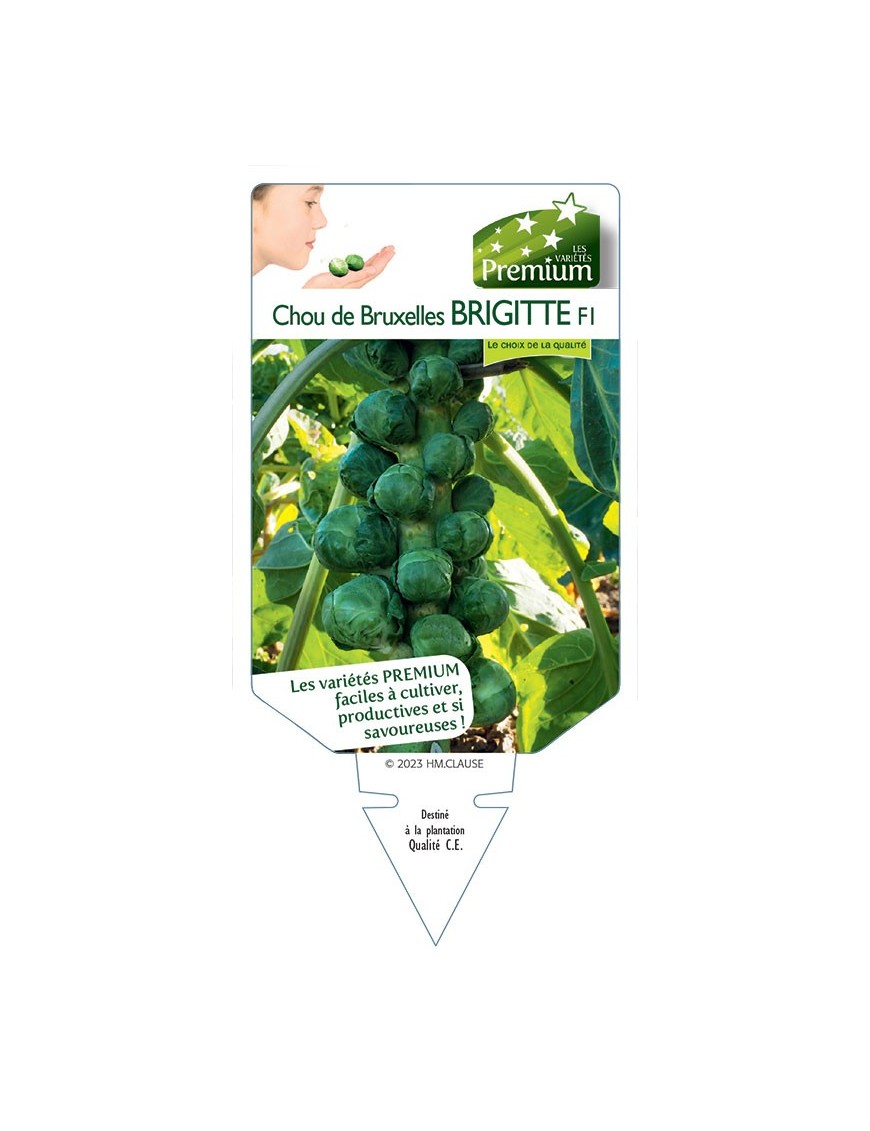 CHOU DE BRUXELLES BRIGITTE F1