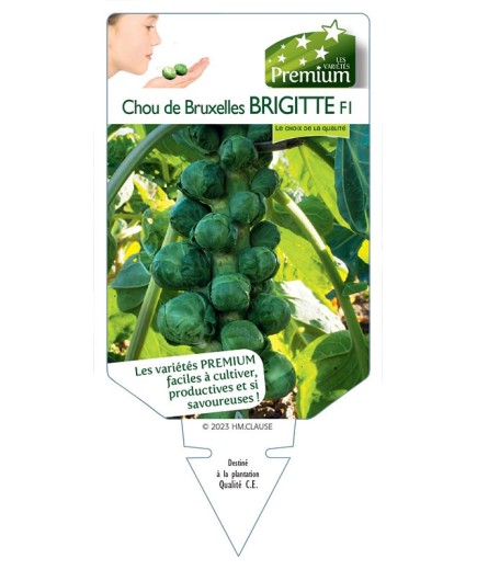 CHOU DE BRUXELLES BRIGITTE F1