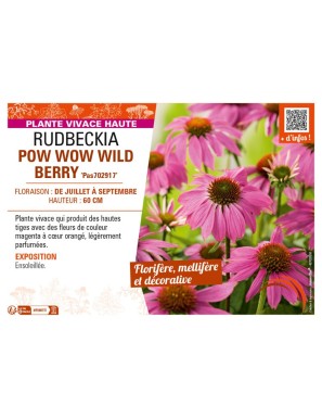 ECHINACEA purpurea POWWOW WILD BERRY voir RUDBECKIA