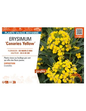 ERYSIMUM Canaries Yellow
