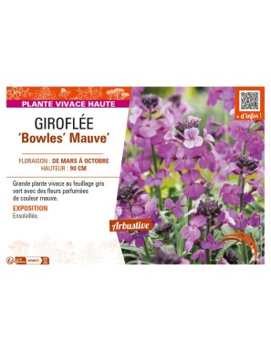 ERYSIMUM linifolium Bowles Mauve voir GIROFLÉE
