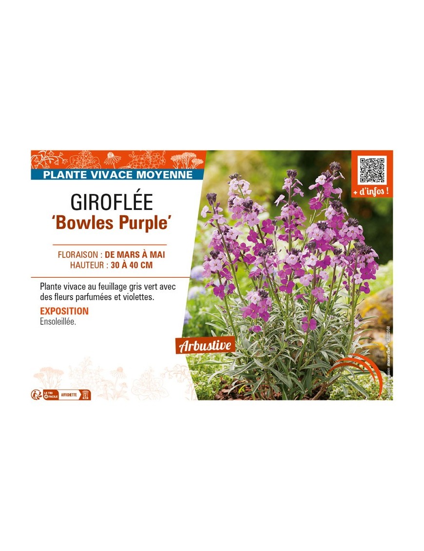 ERYSIMUM linifolium Bowles Purple voir GIROFLÉE