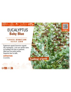EUCALYPTUS Baby Blue