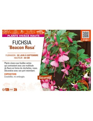 FUCHSIA Beacon Rosa